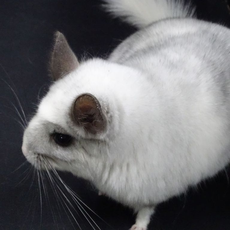 White wilson chinchilla sales