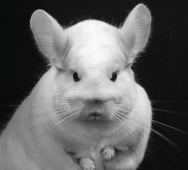 Violet chinchilla for sale clearance
