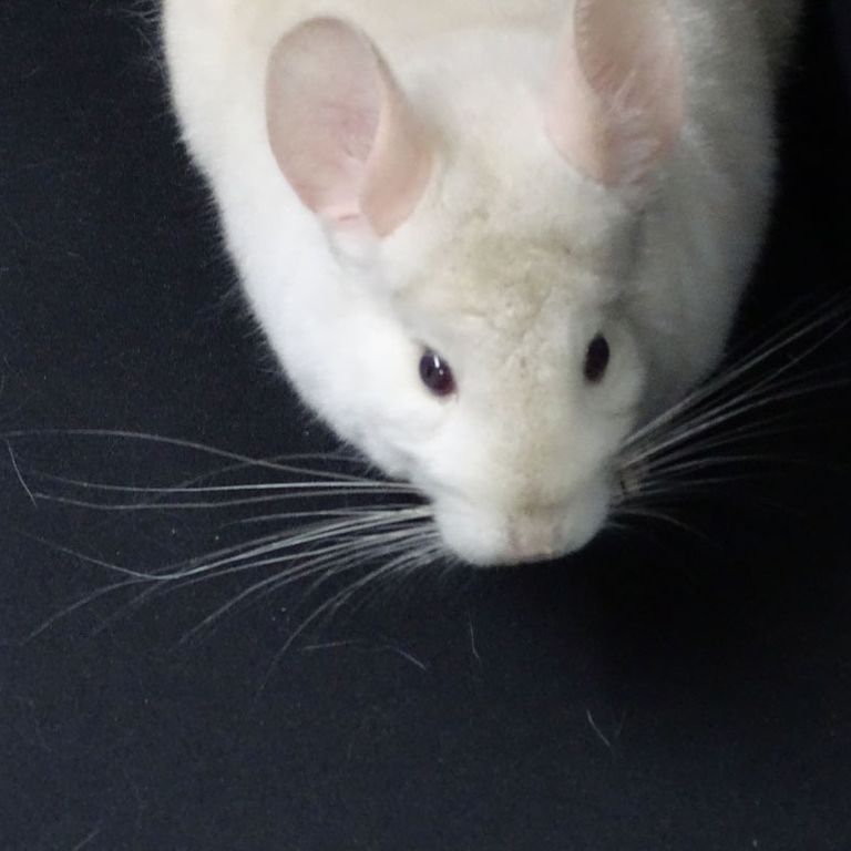 Albino chinchilla for sale top