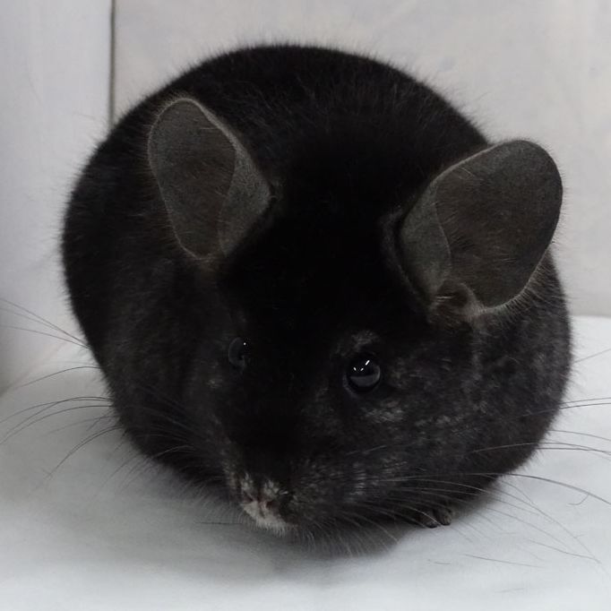 Black chinchilla for sale sales