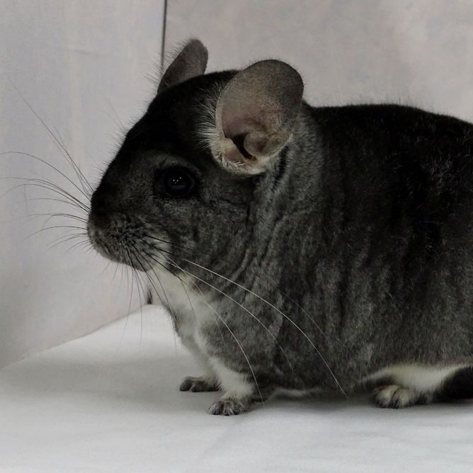 Standard grey chinchilla sales