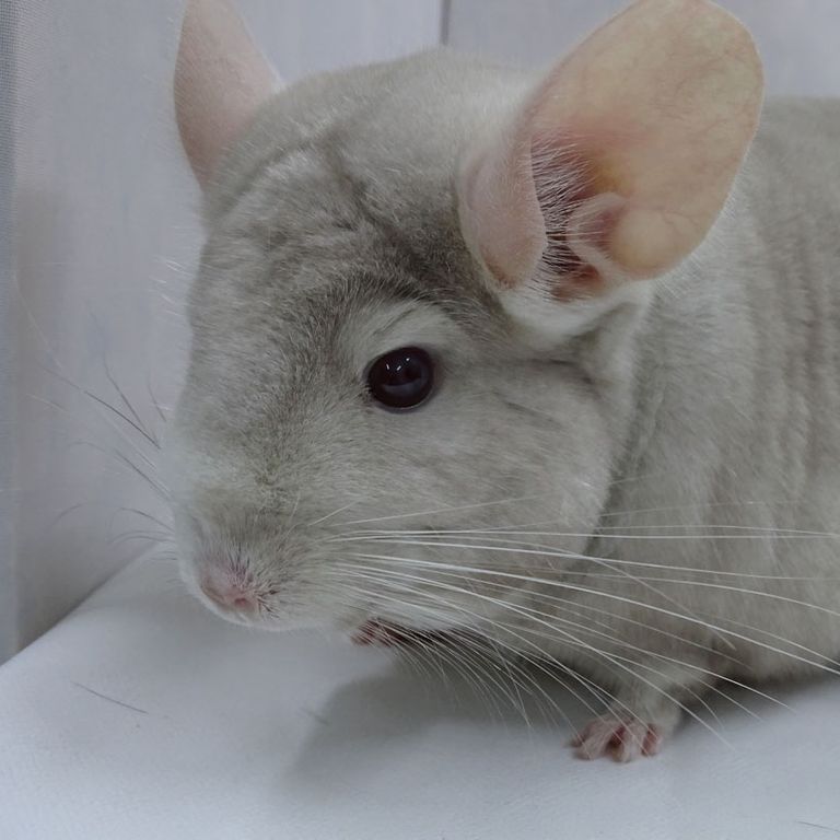 Light sales grey chinchilla